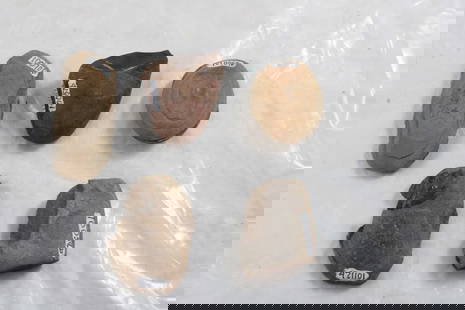 5 Plant Fossil Nodules: 5 Plant Fossil Nodules - As pictured. Please ask questions & read terms and conditions before bidding.