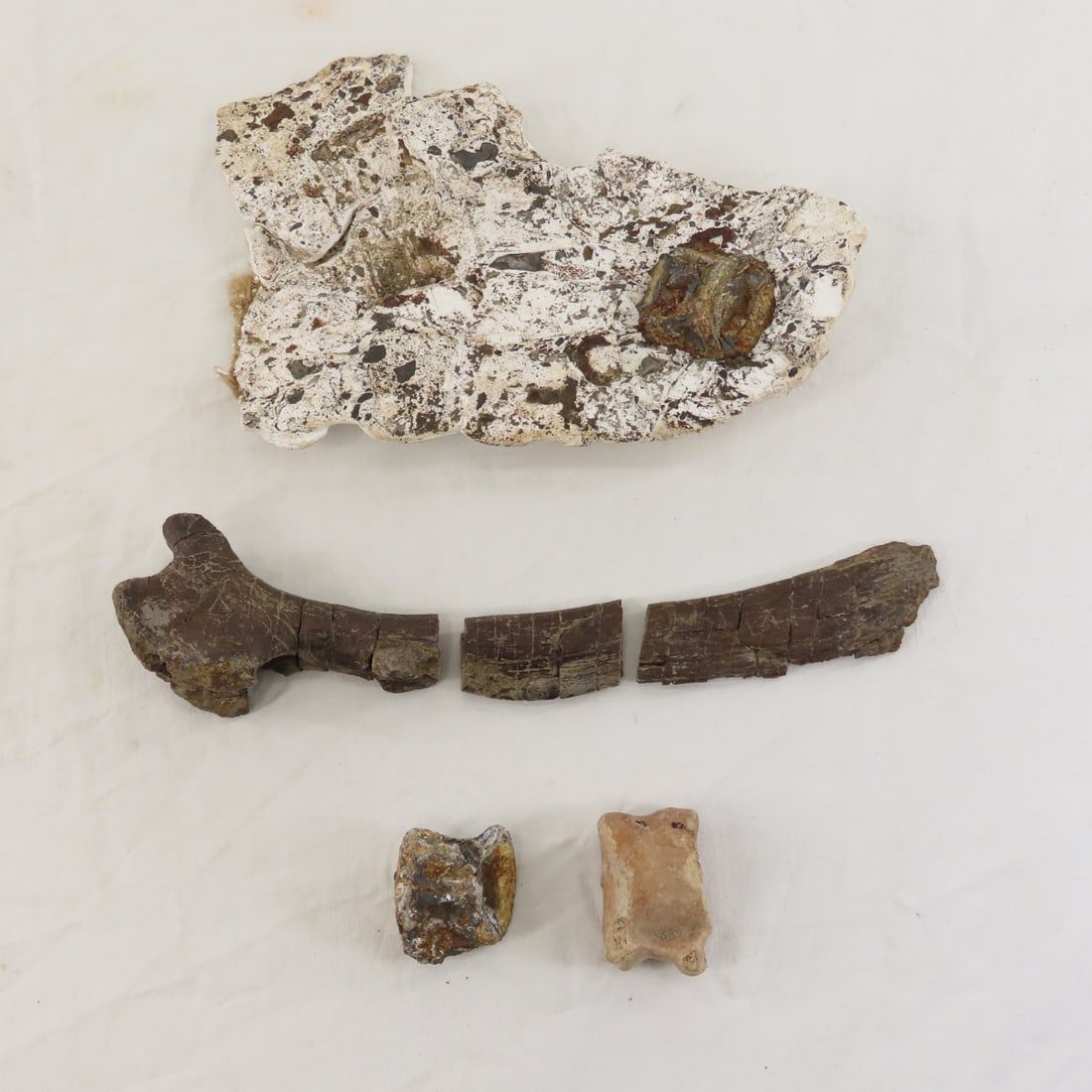 Unknown Fossilized Dinosaur Vertebra & Other (1 of 20)