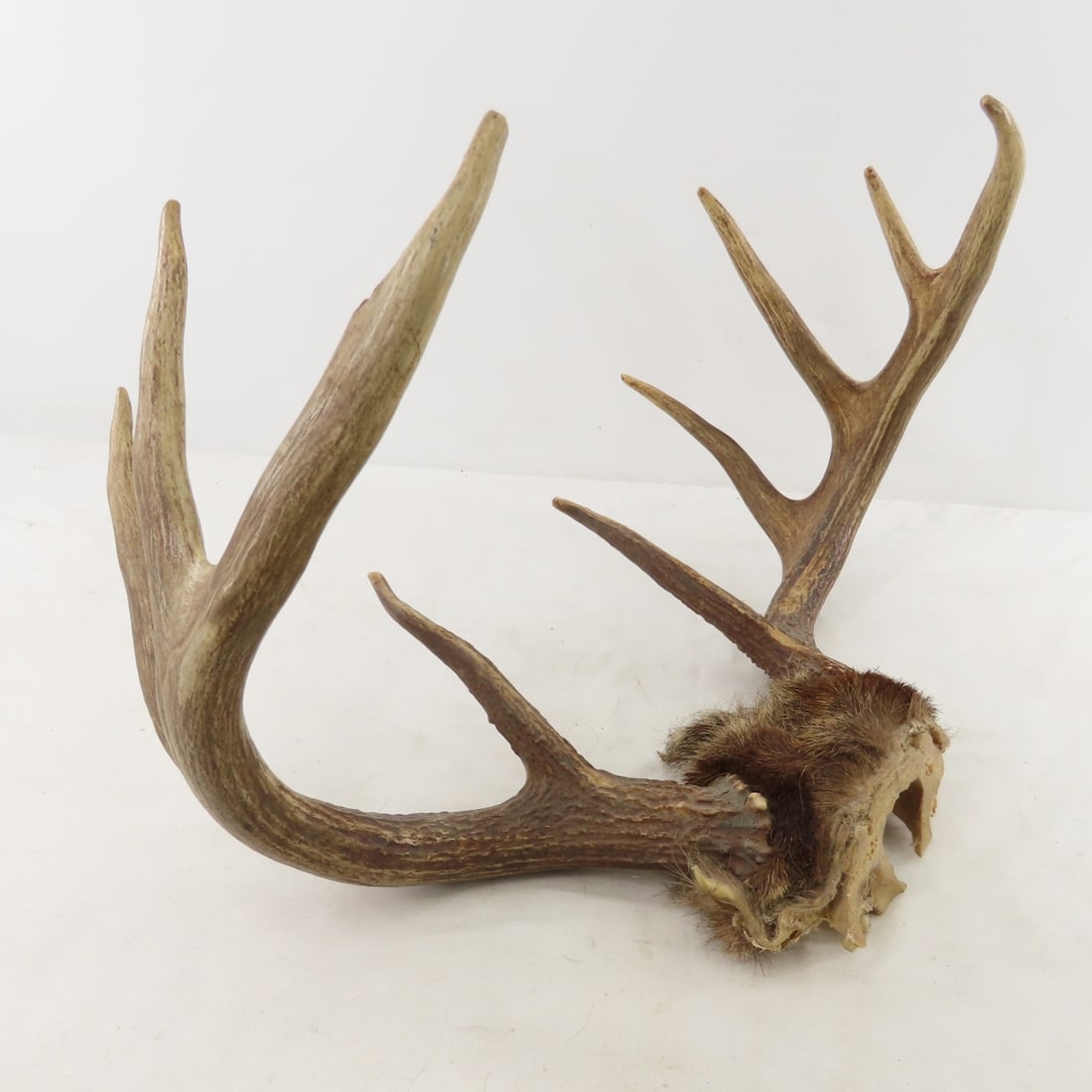 8 Point Deer Rack, Duck Decoy, Signs, bone handles - 3