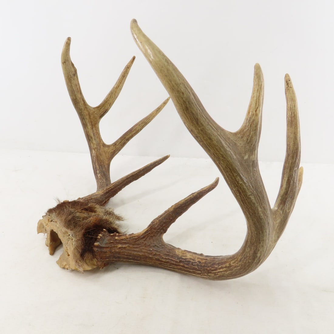 8 Point Deer Rack, Duck Decoy, Signs, bone handles - 4