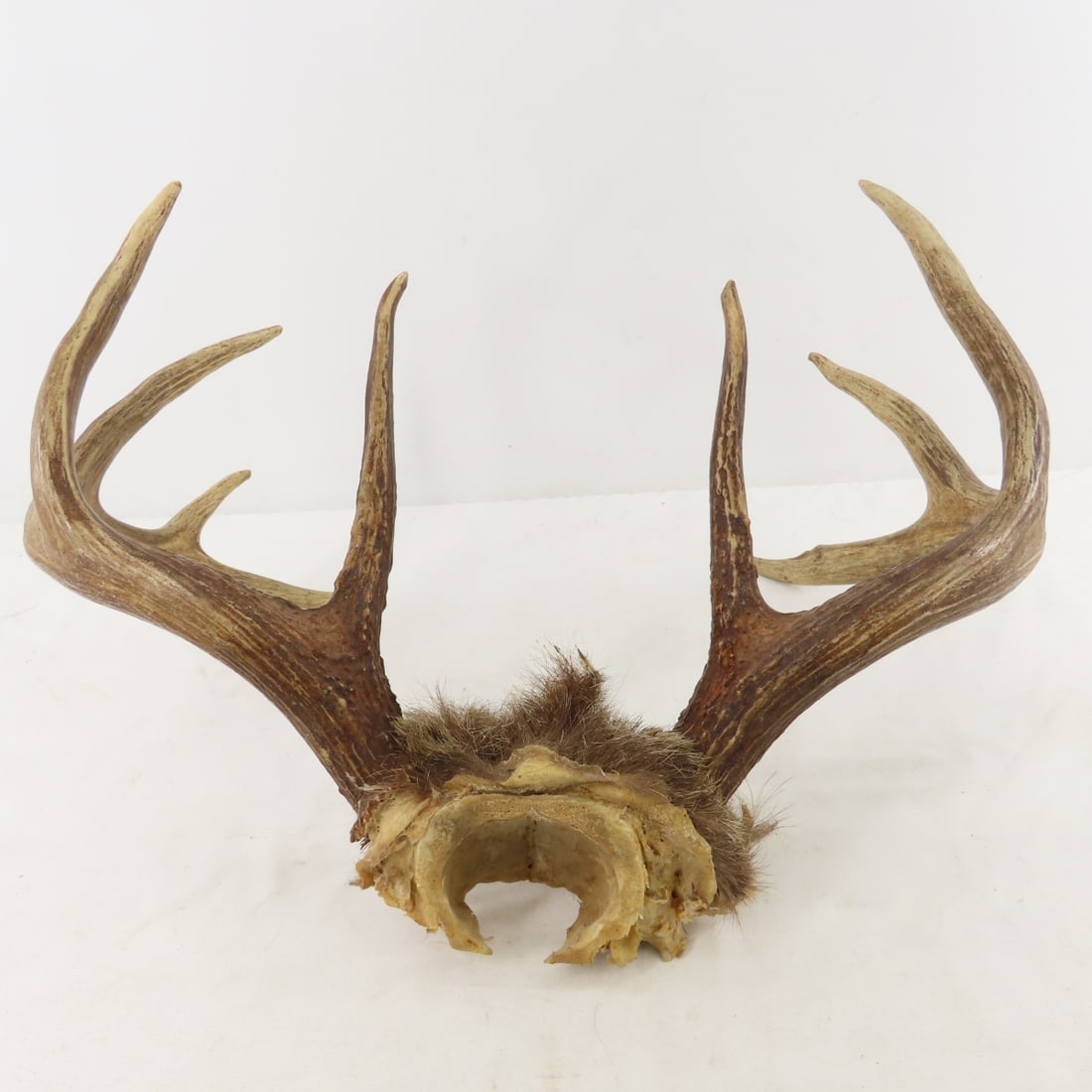 8 Point Deer Rack, Duck Decoy, Signs, bone handles - 5