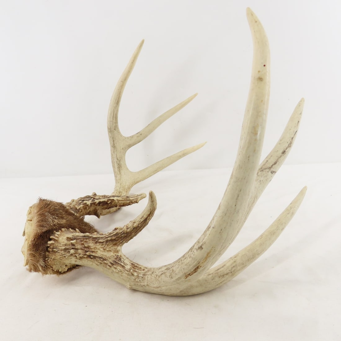 3 Deer Antler Racks - 1 with Partial Skull - 10