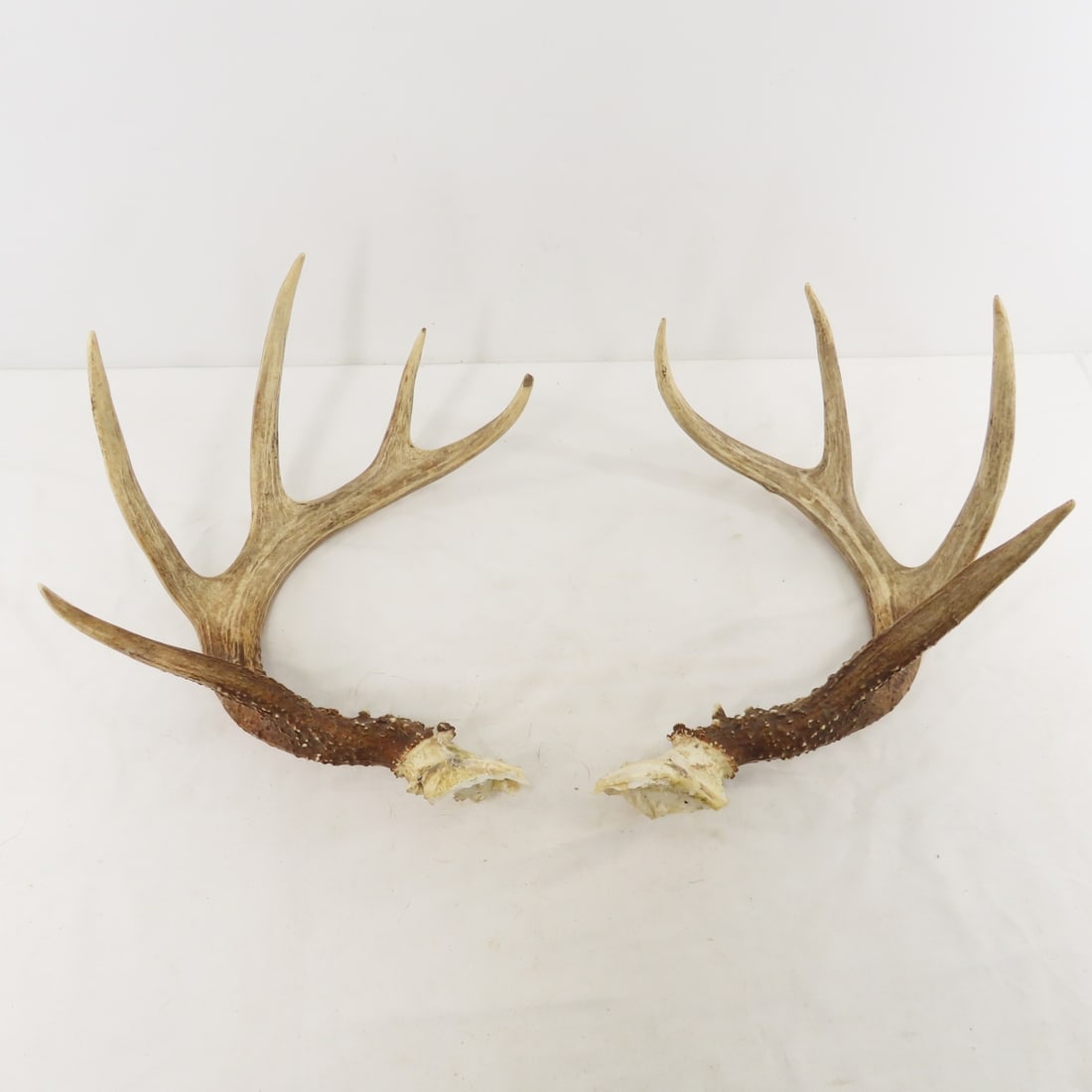 3 Deer Antler Racks - 1 with Partial Skull - 11