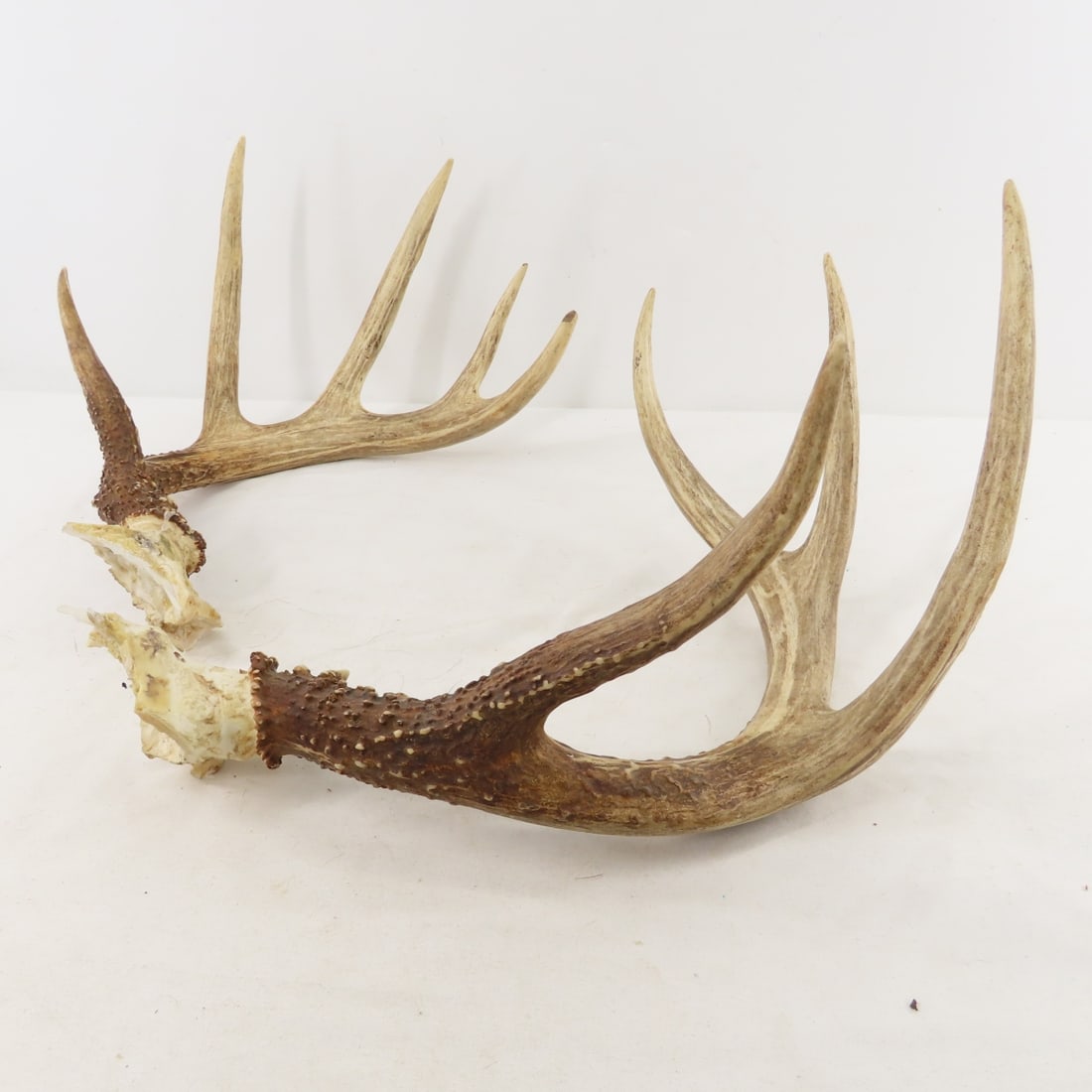 3 Deer Antler Racks - 1 with Partial Skull - 14