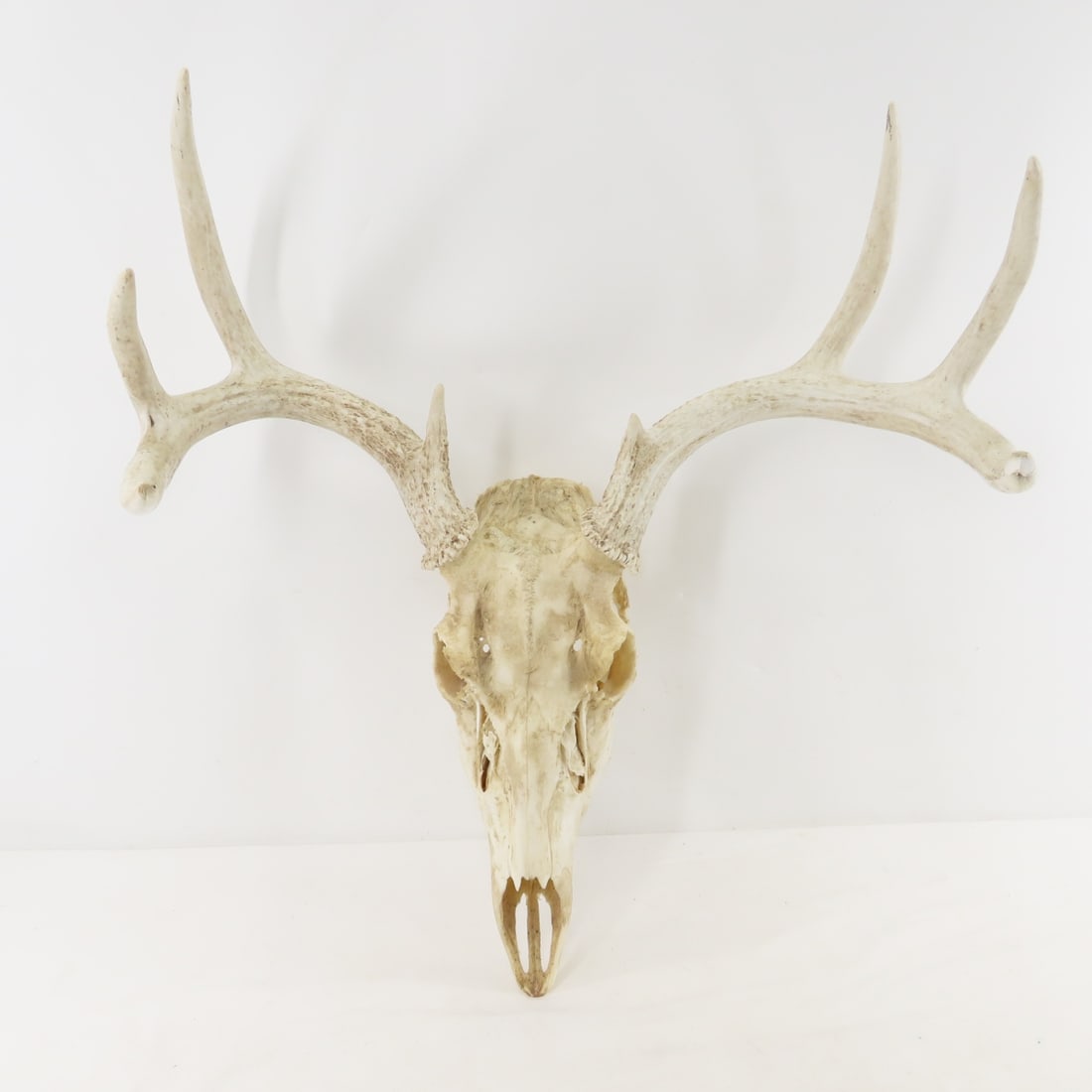 3 Deer Antler Racks - 1 with Partial Skull - 2