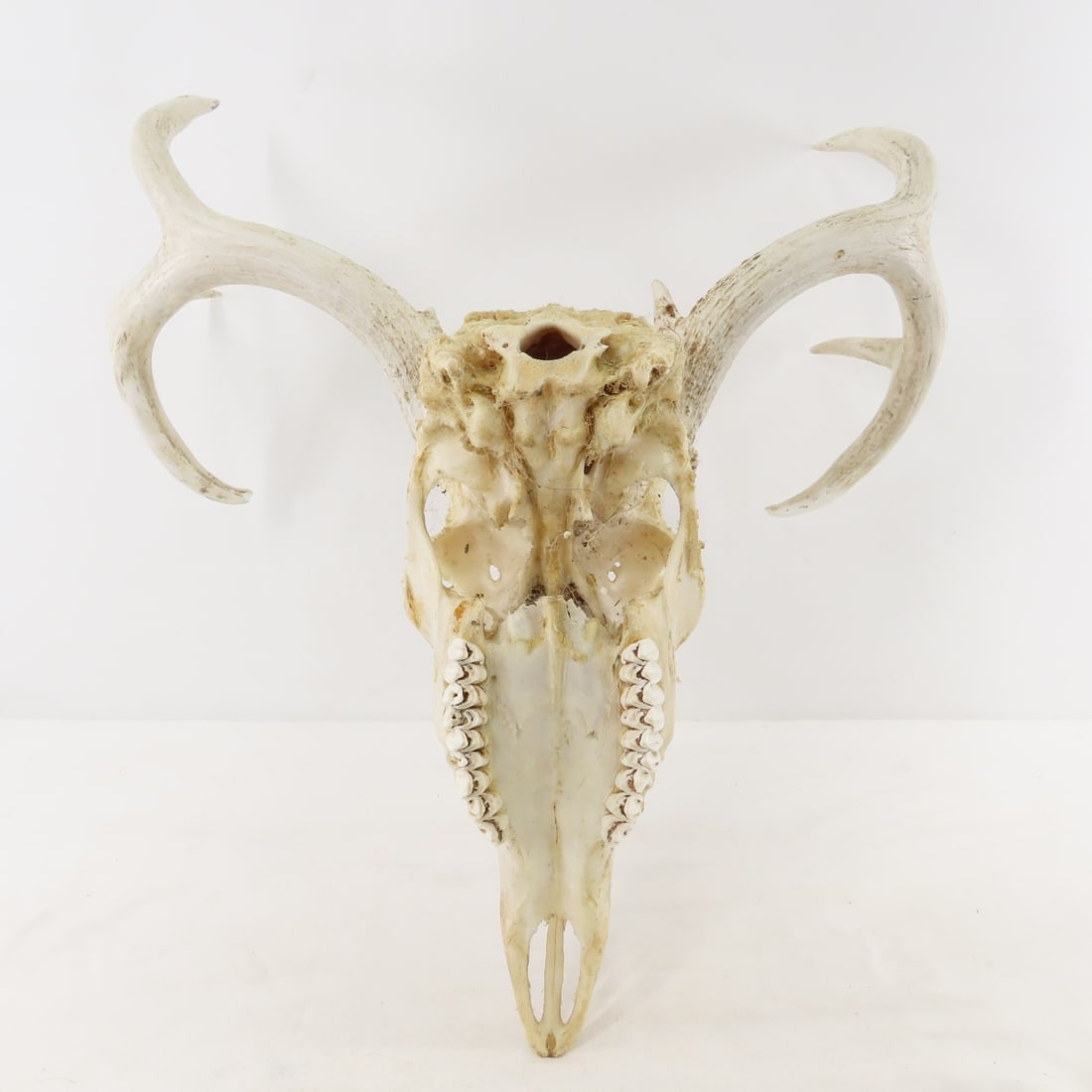 3 Deer Antler Racks - 1 with Partial Skull - 3