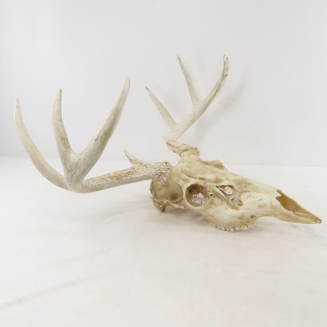 3 Deer Antler Racks - 1 with Partial Skull - 4