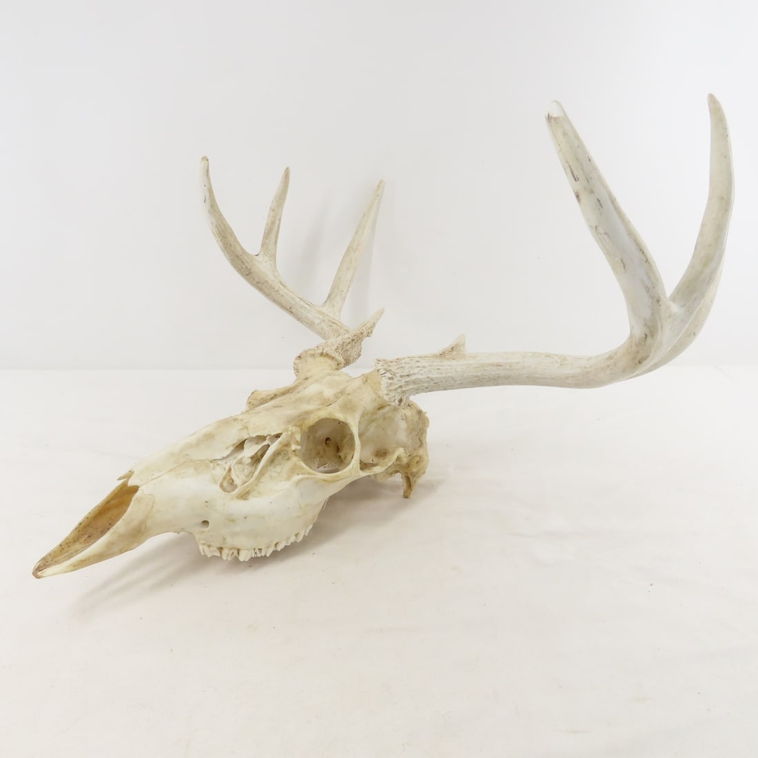 3 Deer Antler Racks - 1 with Partial Skull - 5