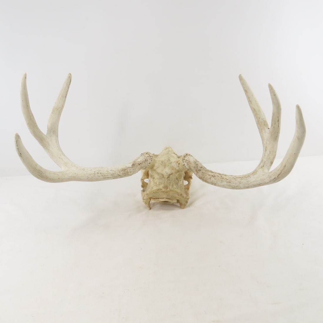 3 Deer Antler Racks - 1 with Partial Skull - 6