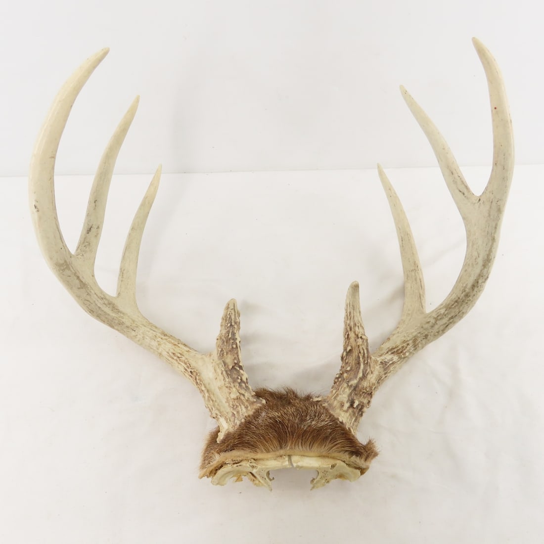 3 Deer Antler Racks - 1 with Partial Skull - 7