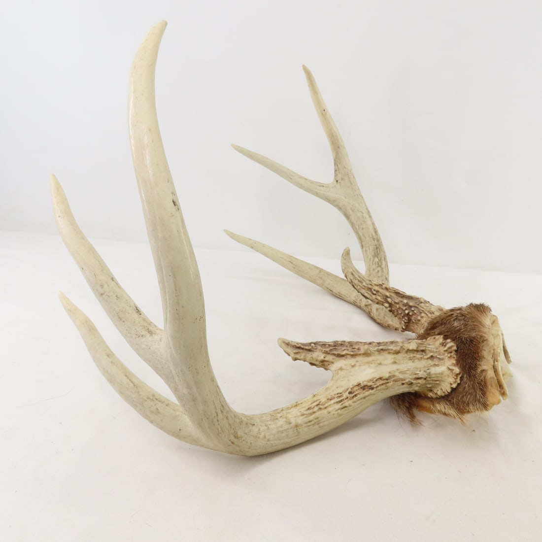3 Deer Antler Racks - 1 with Partial Skull - 9
