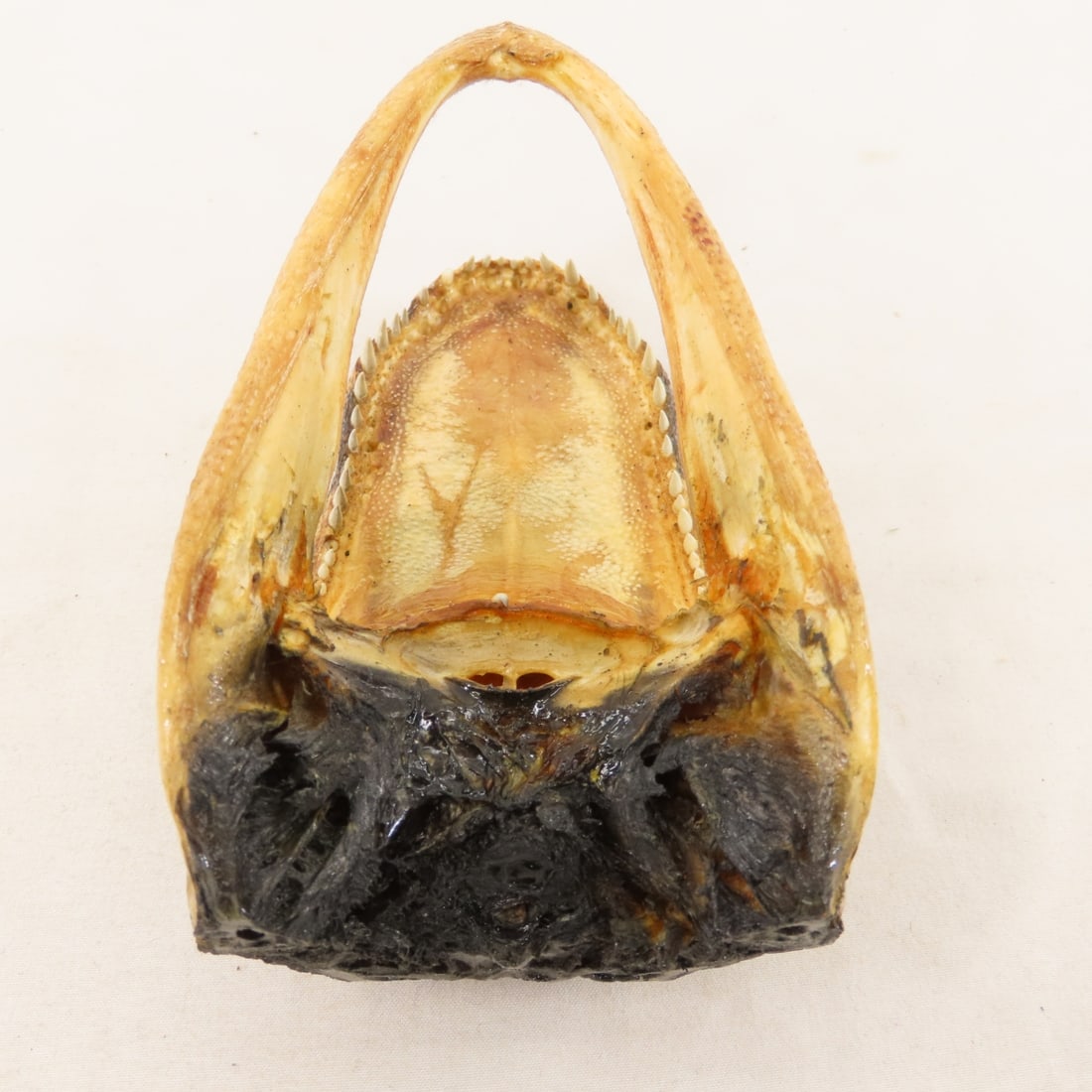 Crosman Repeater BB Pistol with BB's, Pellets - 13