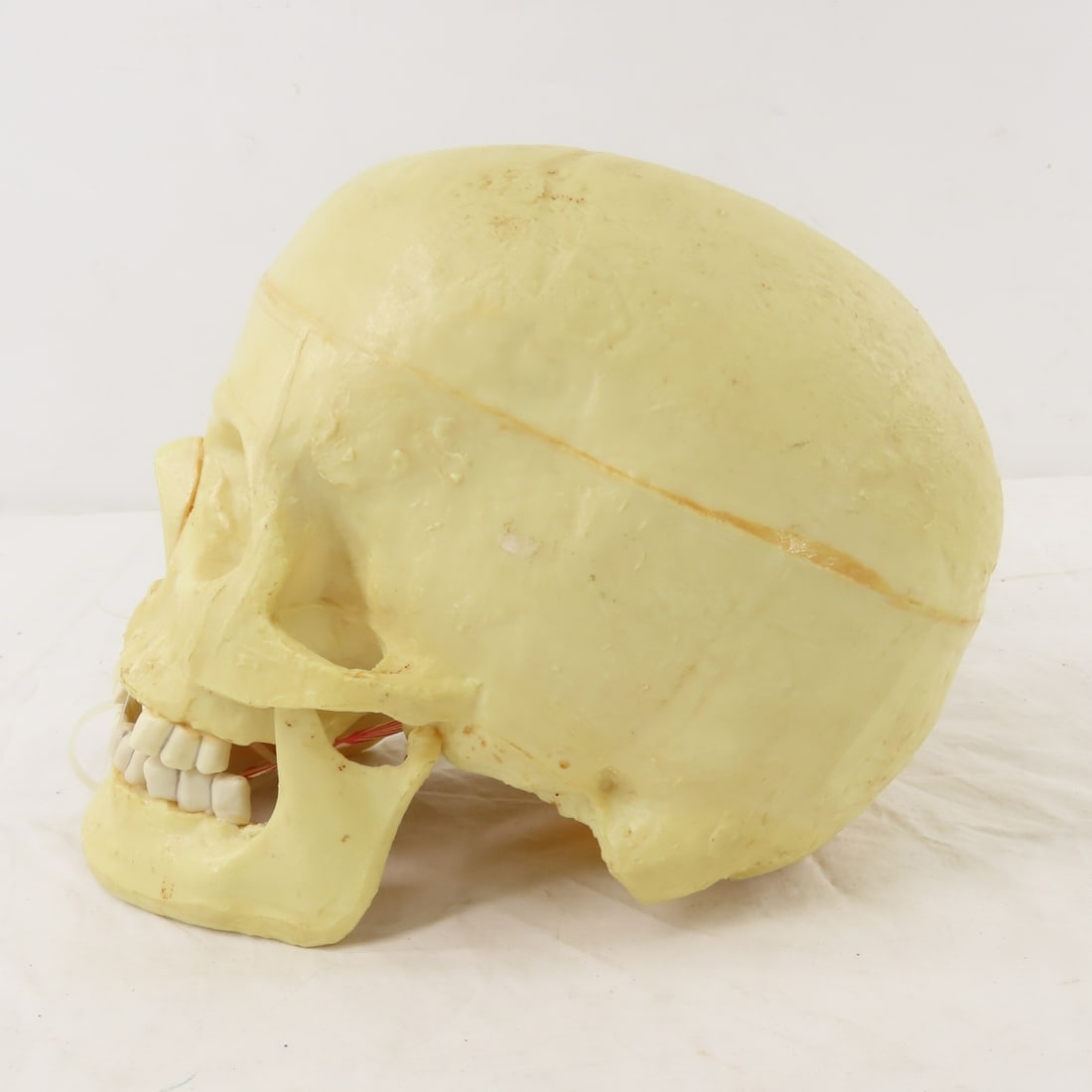 2 Resin Human Skulls Shark Jaw, Hachimaki Headband - 10