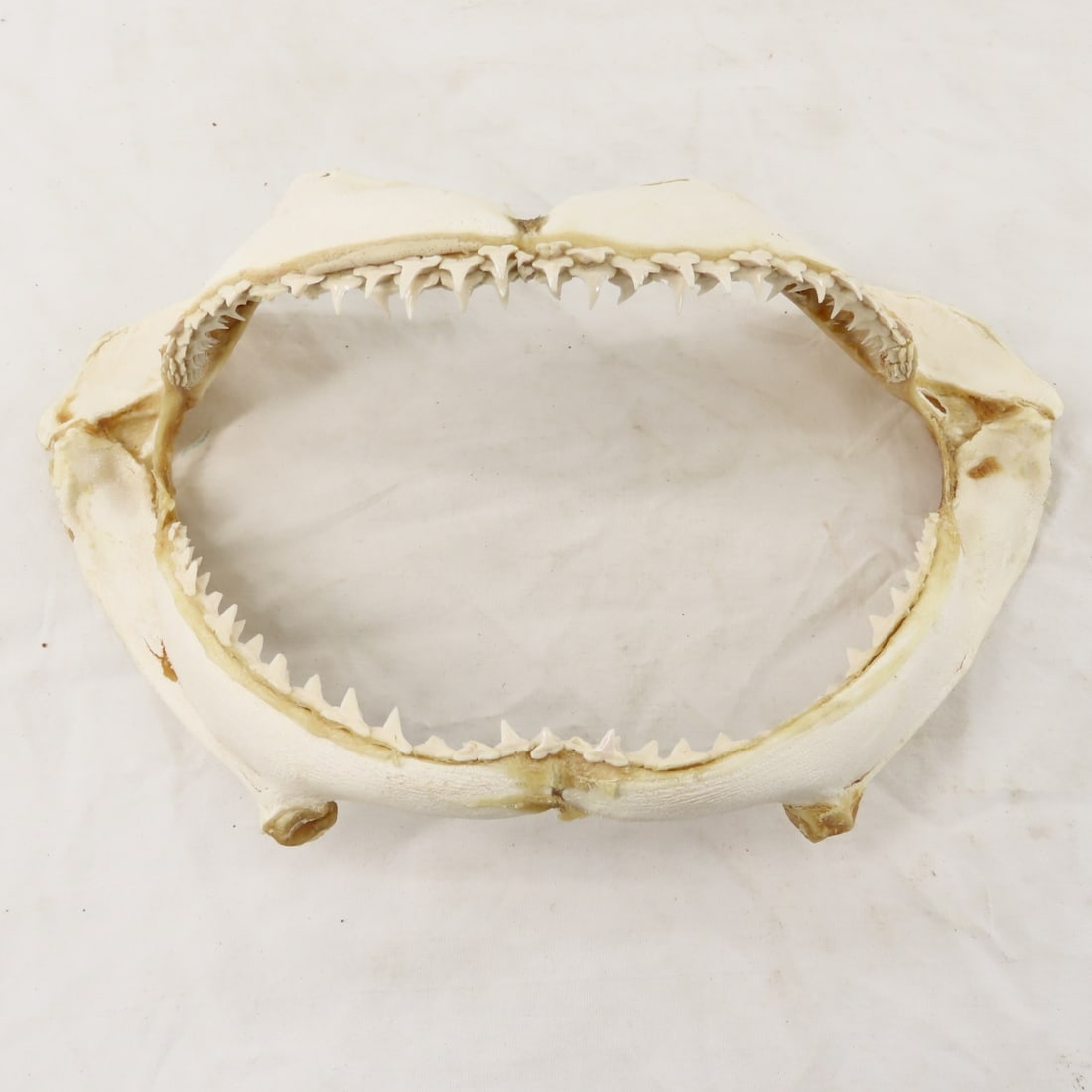 2 Resin Human Skulls Shark Jaw, Hachimaki Headband - 14