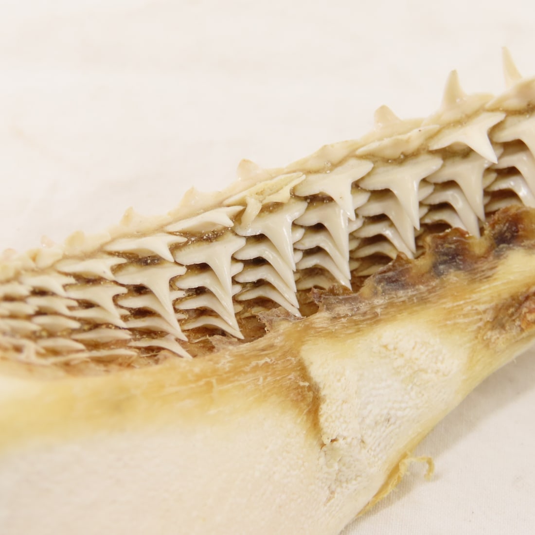 2 Resin Human Skulls Shark Jaw, Hachimaki Headband - 16