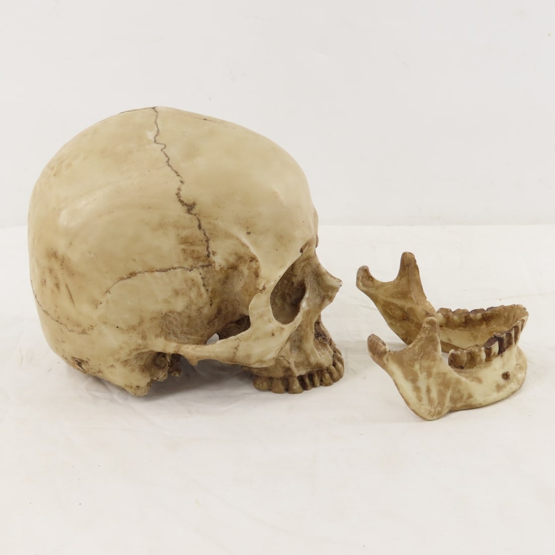 2 Resin Human Skulls Shark Jaw, Hachimaki Headband - 3