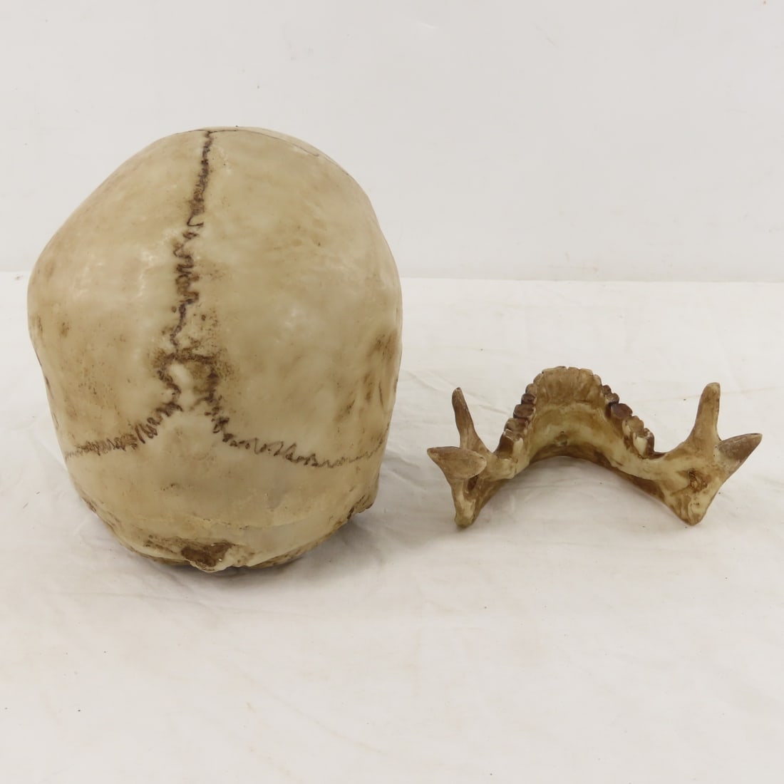 2 Resin Human Skulls Shark Jaw, Hachimaki Headband - 4