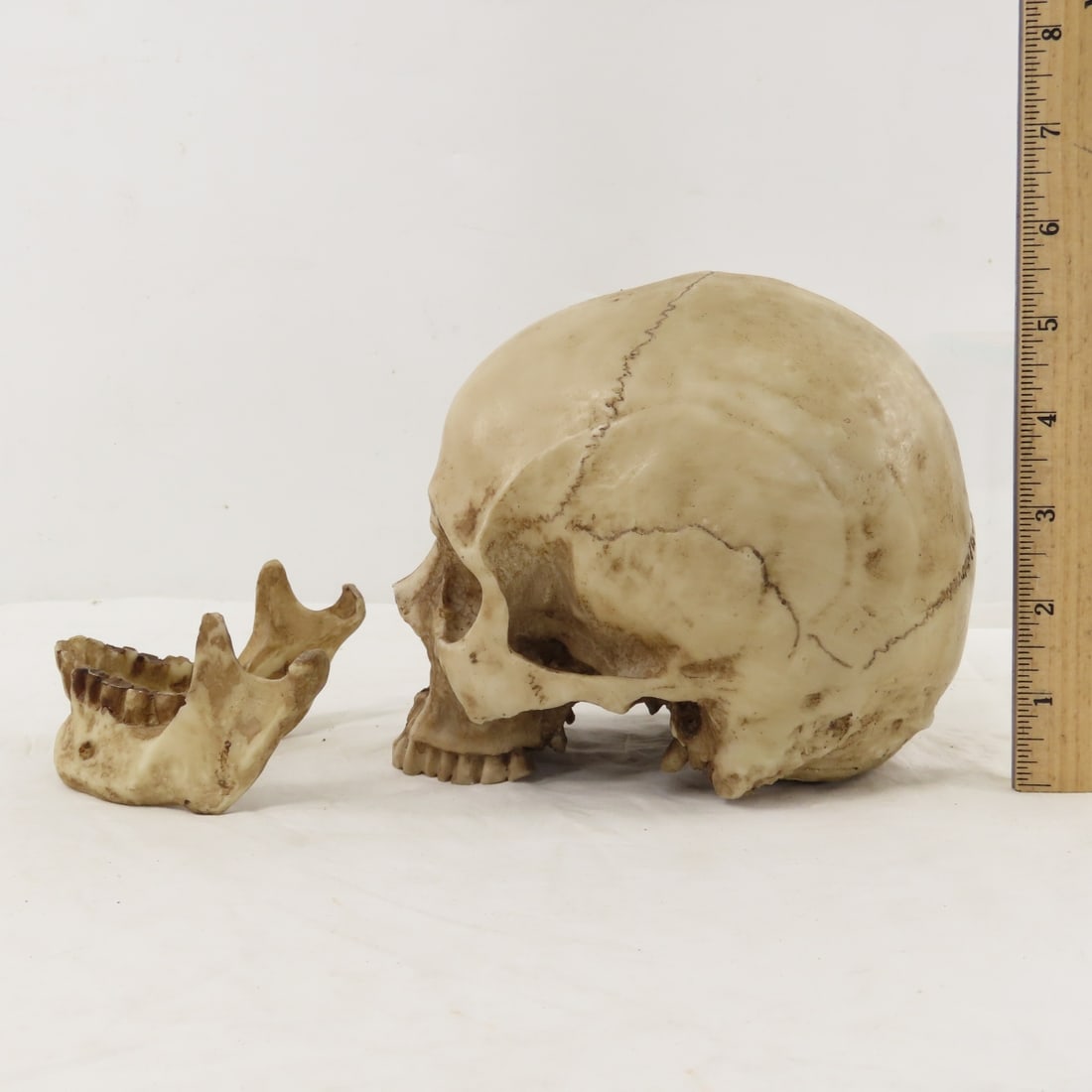 2 Resin Human Skulls Shark Jaw, Hachimaki Headband - 5