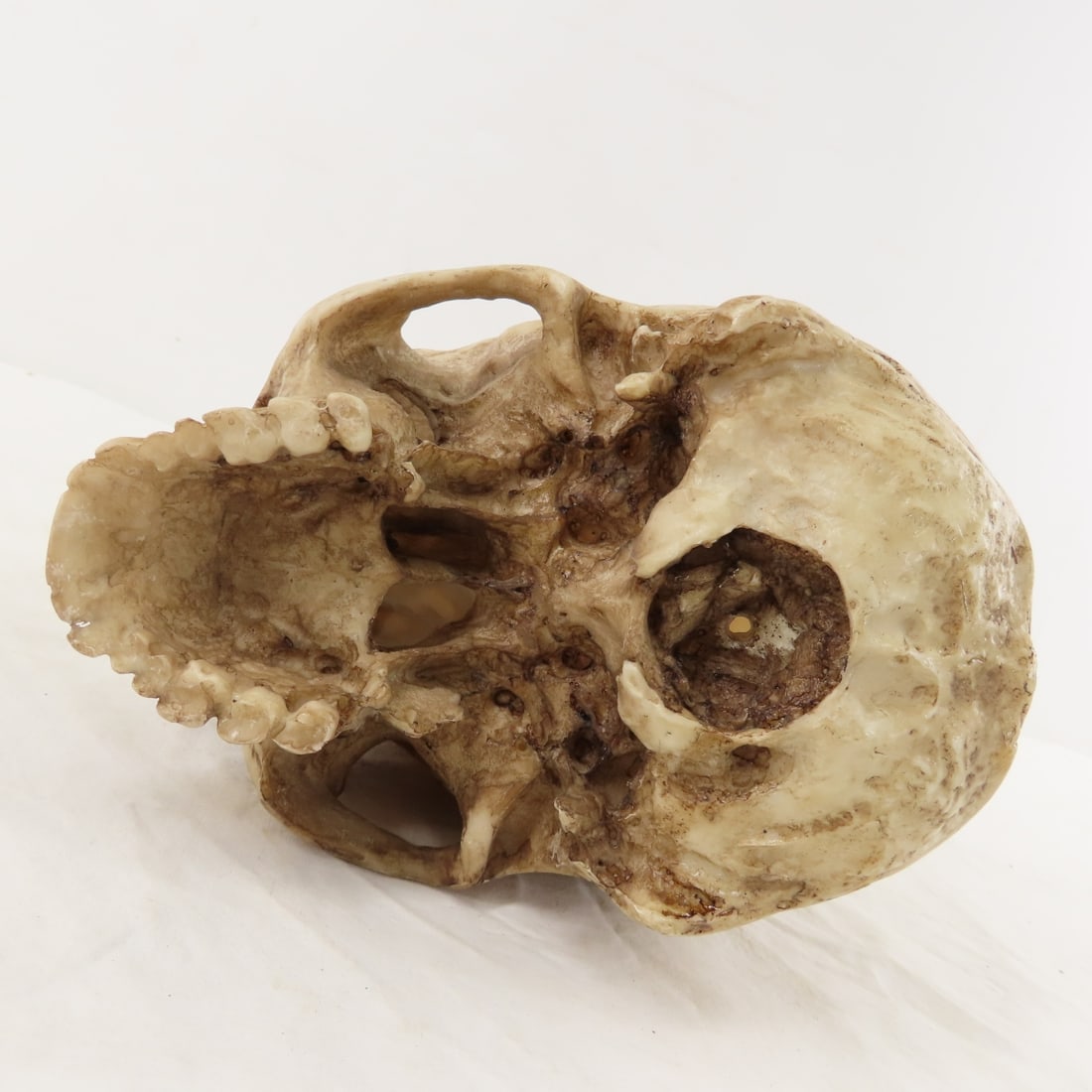 2 Resin Human Skulls Shark Jaw, Hachimaki Headband - 6