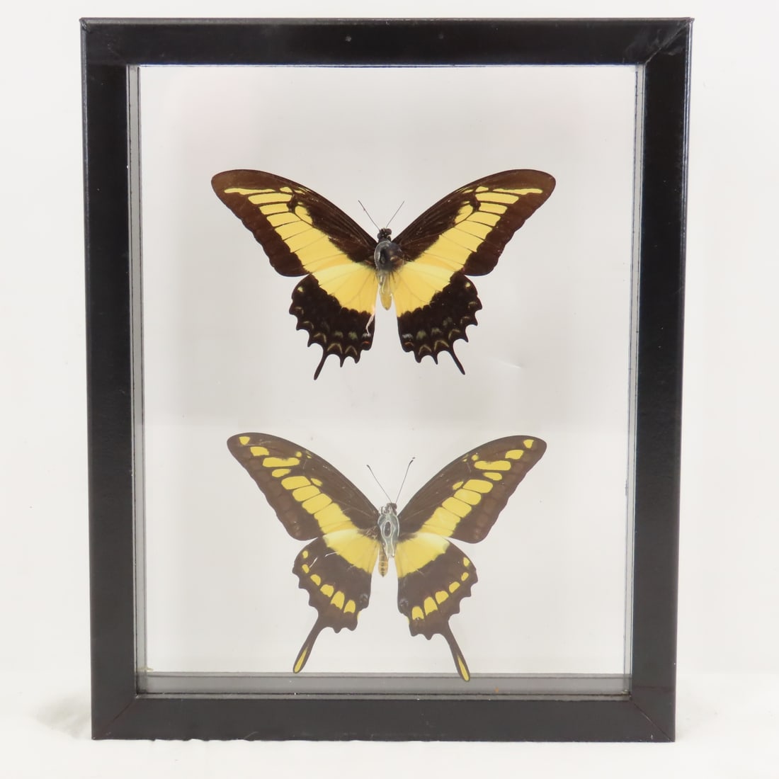 Mounted Butterfly Specimens in Acrylic Cases - 10