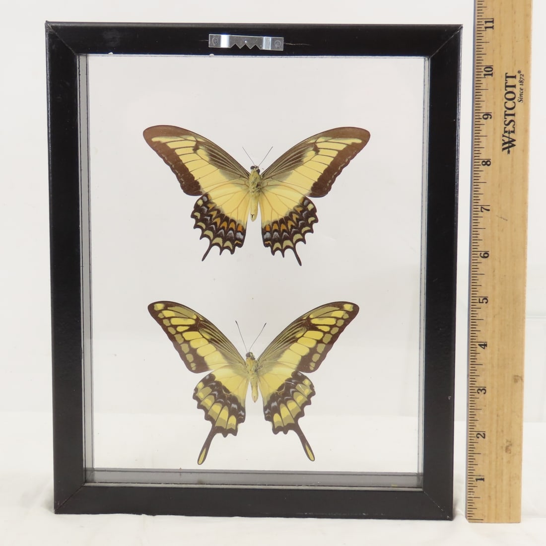 Mounted Butterfly Specimens in Acrylic Cases - 11