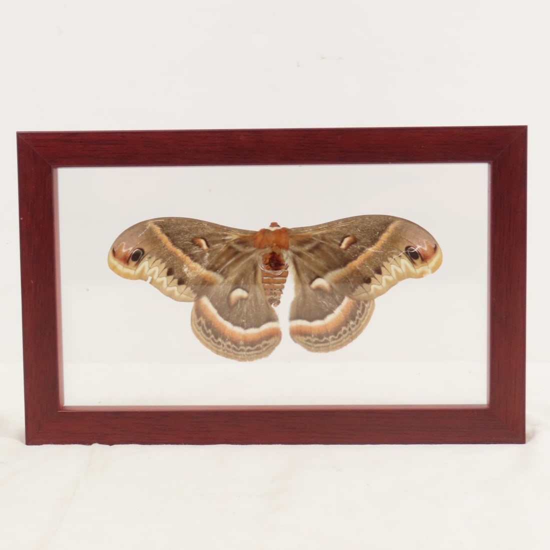 Mounted Butterfly Specimens in Acrylic Cases - 12