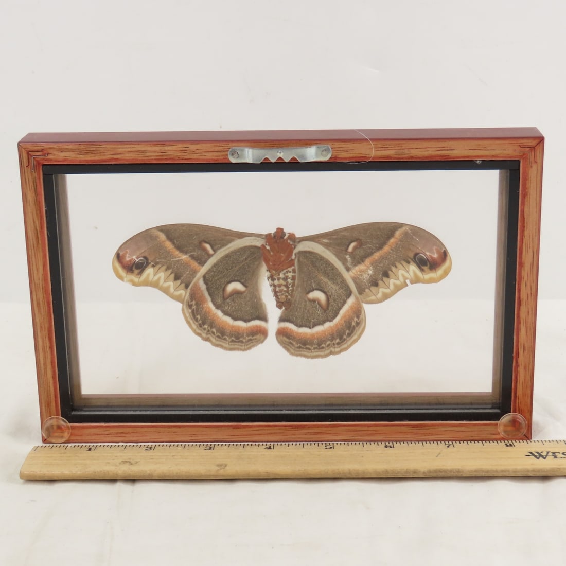 Mounted Butterfly Specimens in Acrylic Cases - 13