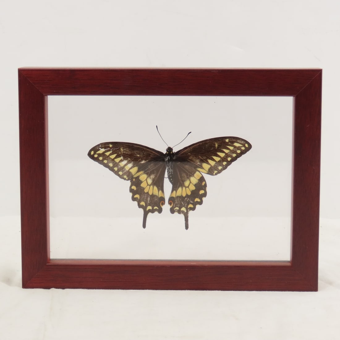 Mounted Butterfly Specimens in Acrylic Cases - 14