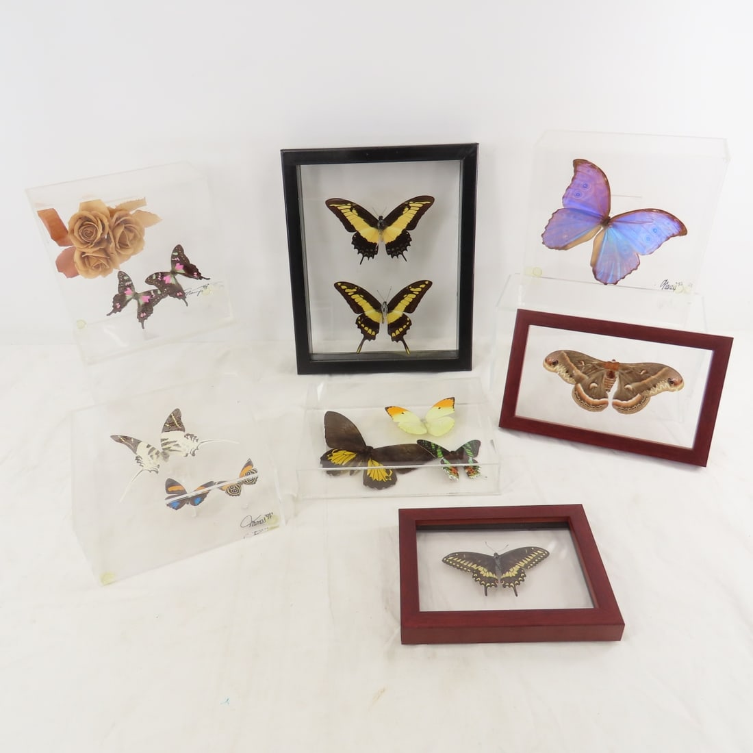 Mounted Butterfly Specimens in Acrylic Cases: Mounted Butterfly Specimens in Acrylic Cases - Mounted Butterflies in Acrylic Cases and Frames. Lot Size: 18 x 15 x 6", 8 lbs Photos are part of description. (Live Auctioneers only shows a max of 20