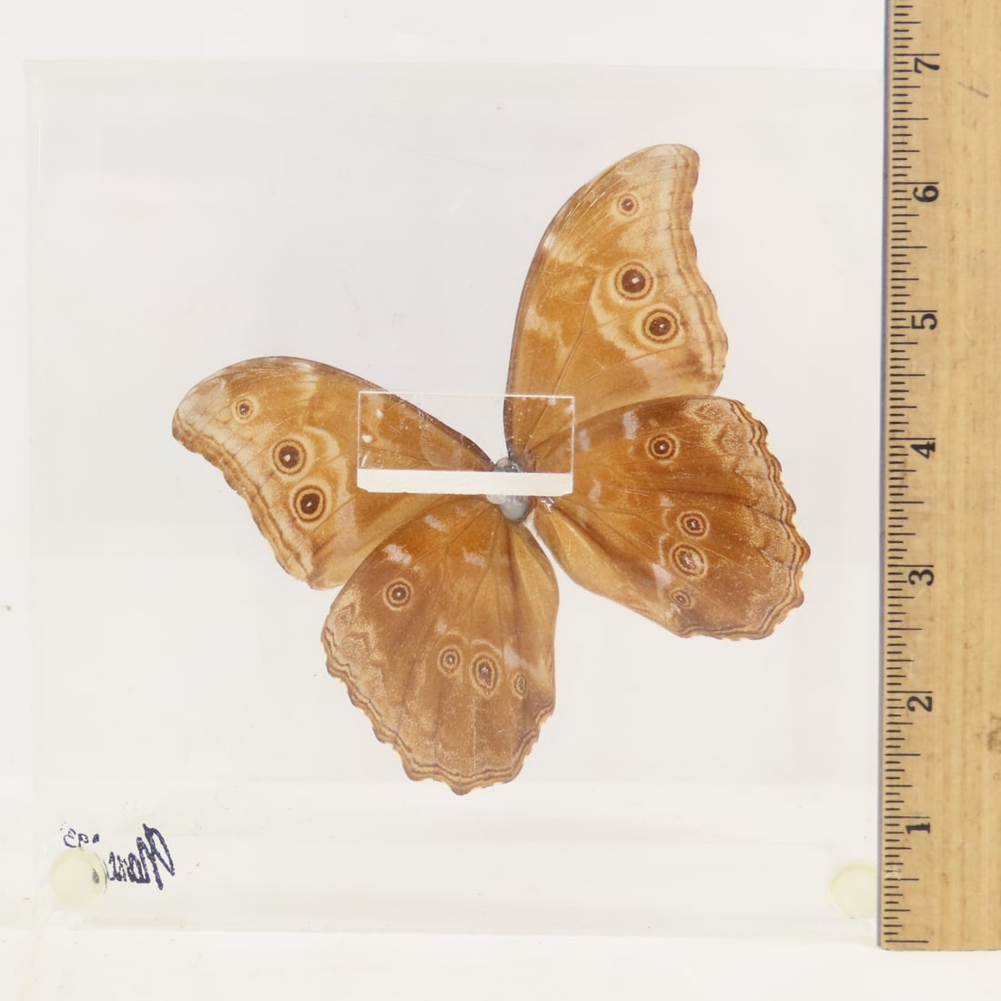 Mounted Butterfly Specimens in Acrylic Cases - 3