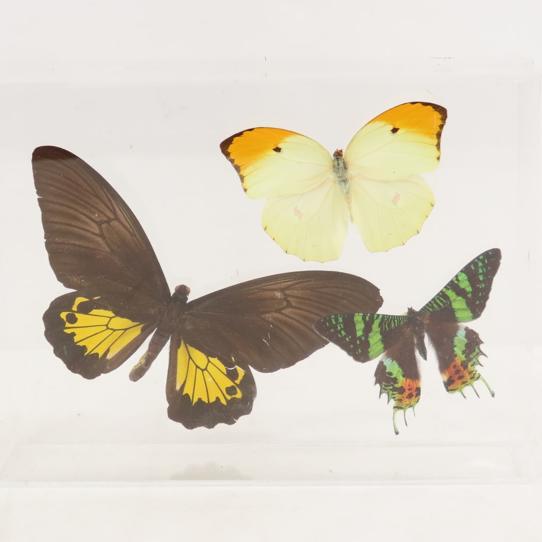 Mounted Butterfly Specimens in Acrylic Cases - 4