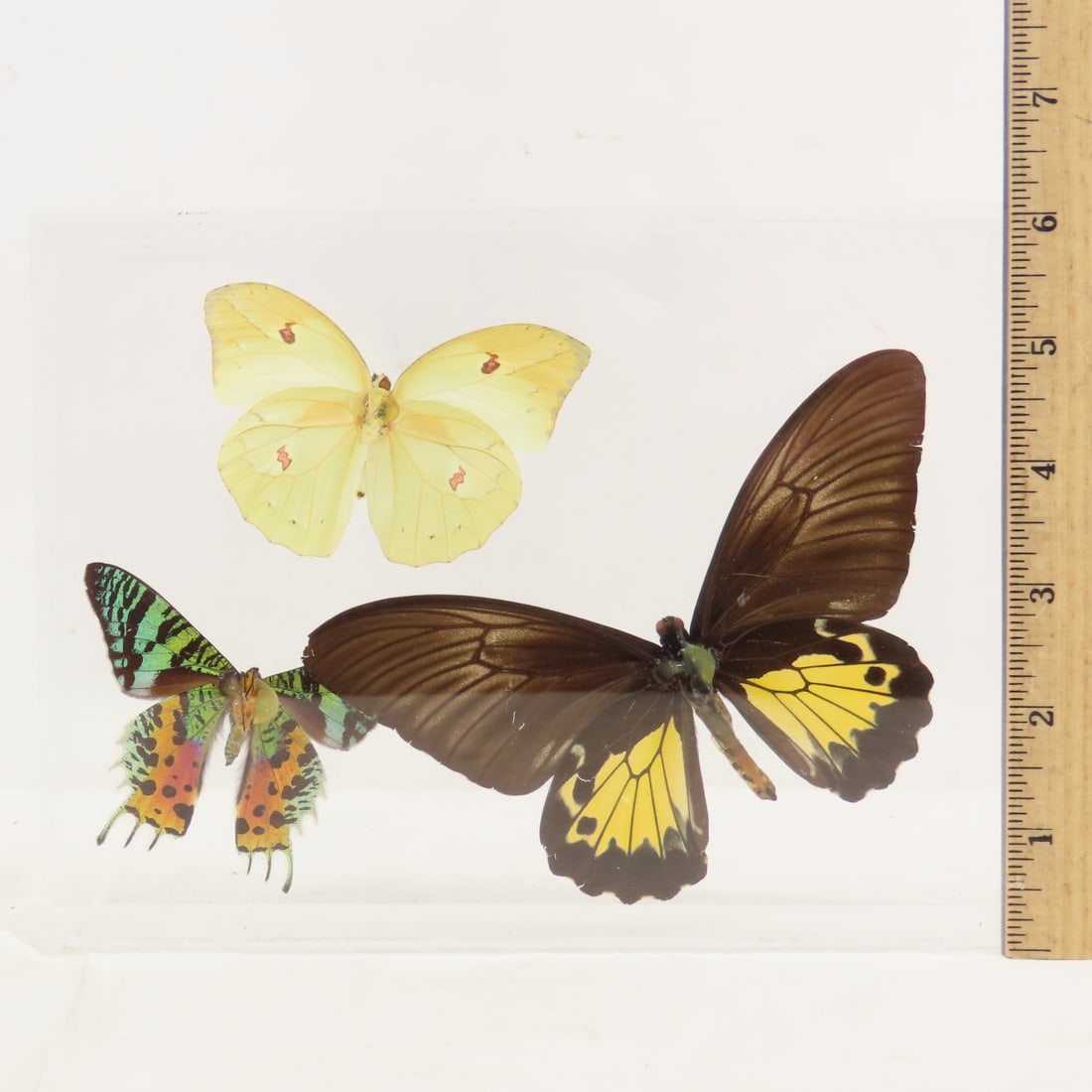 Mounted Butterfly Specimens in Acrylic Cases - 5