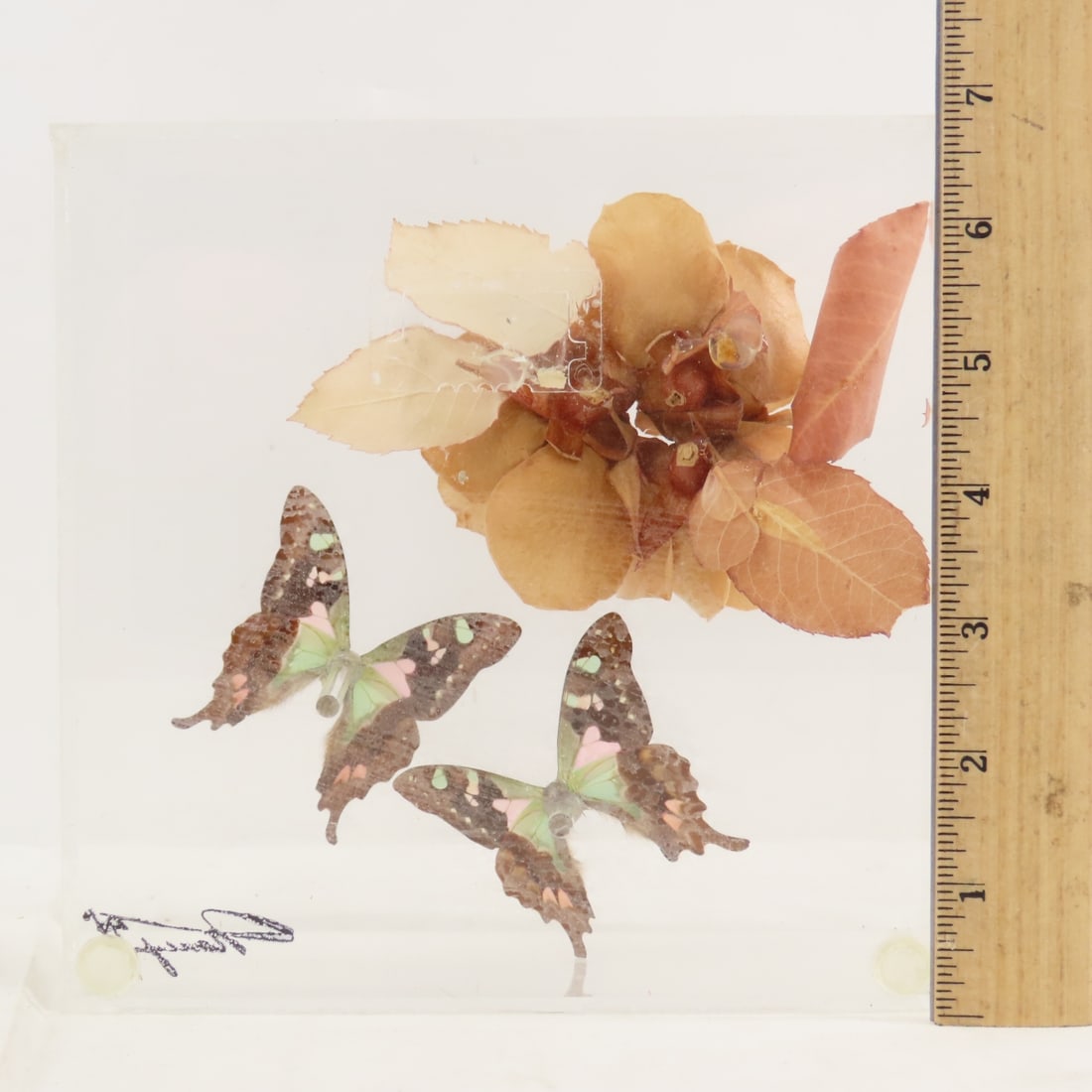 Mounted Butterfly Specimens in Acrylic Cases - 7