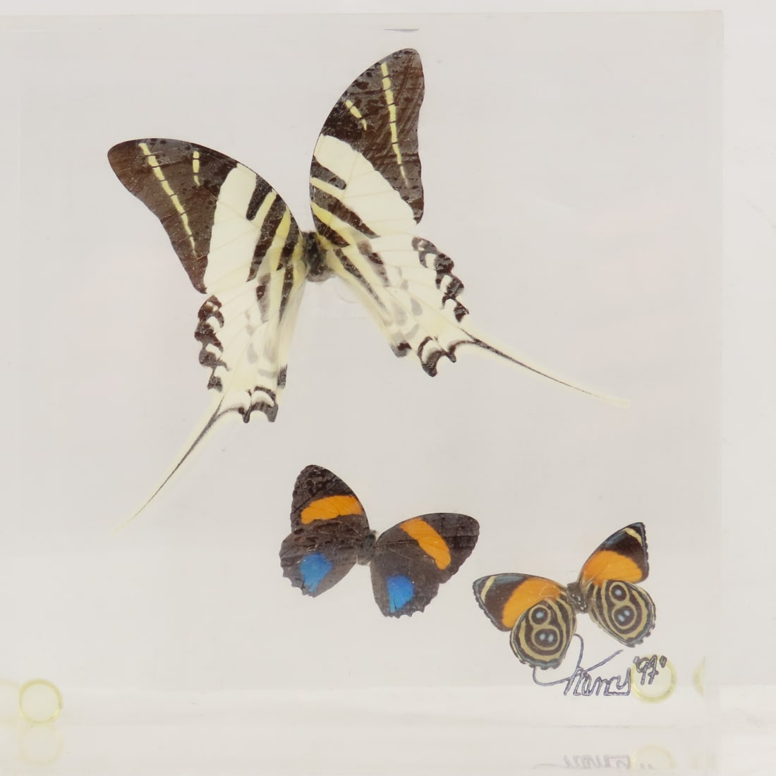 Mounted Butterfly Specimens in Acrylic Cases - 8