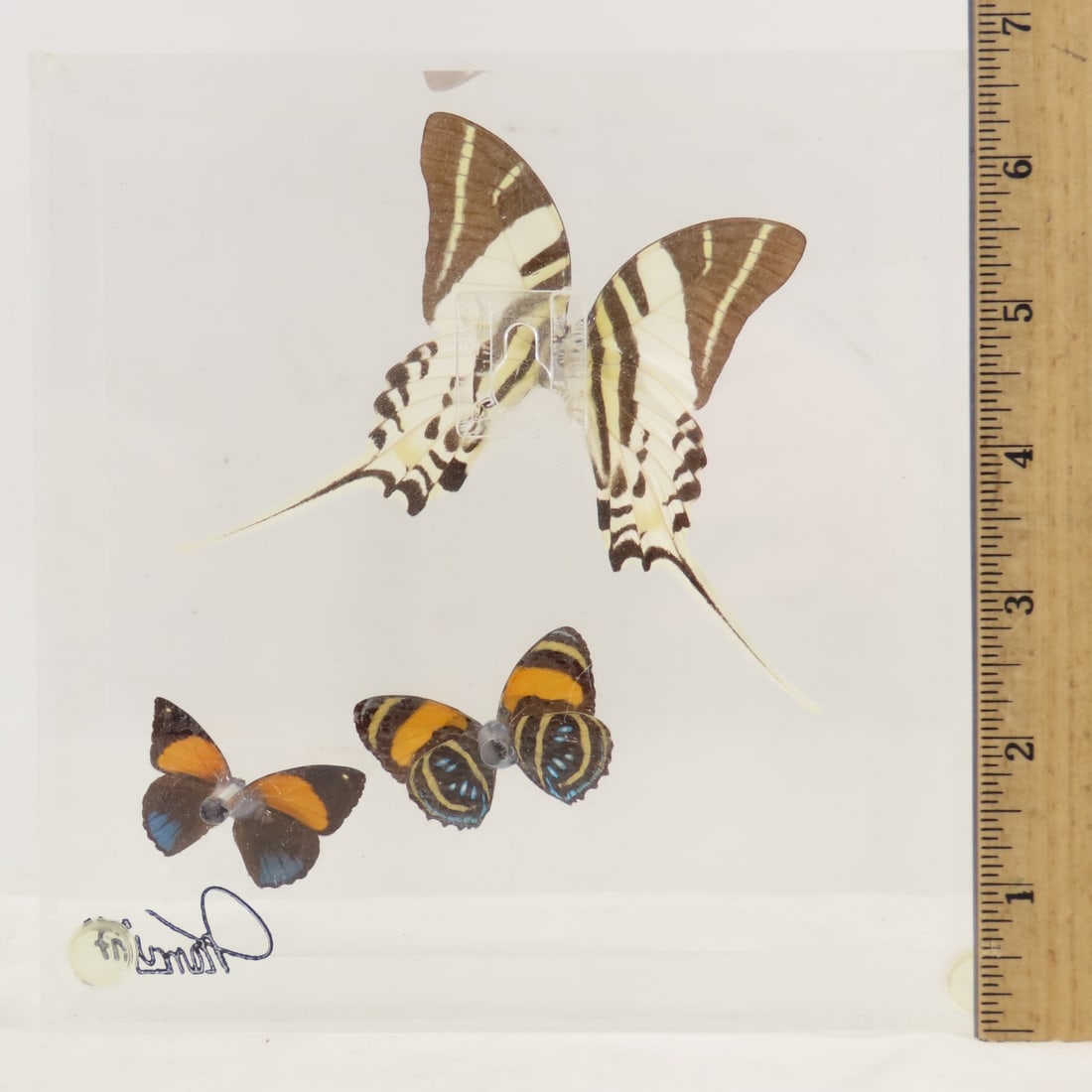 Mounted Butterfly Specimens in Acrylic Cases - 9