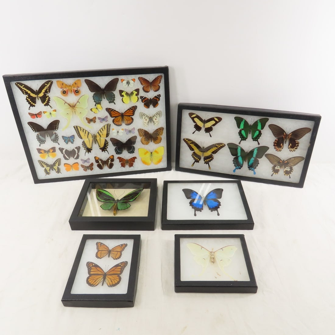 Collection of Butterflies in Riker Display Cases: Collection of Butterflies in Riker Display Cases - Lot Size: 17 x 13 x 4", 5 lbs Photos are part of description. (Live Auctioneers only shows a max of 20 photos). Please ask questions and read terms