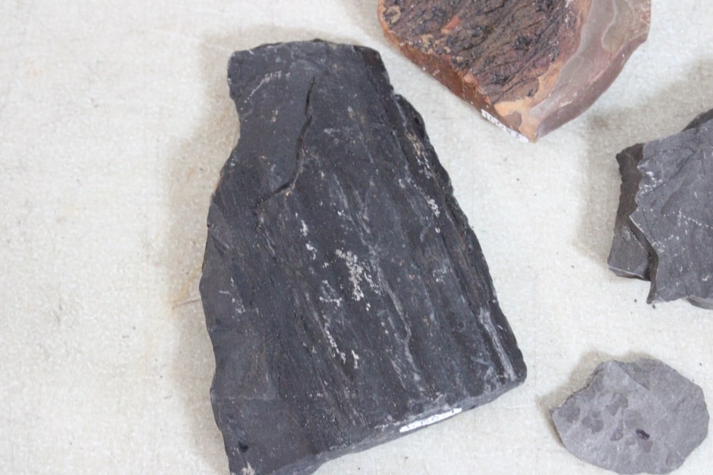 Assorted Plant Fossils - 10