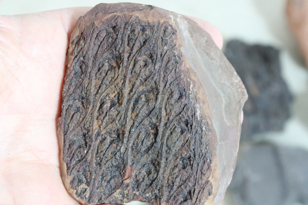 Assorted Plant Fossils - 11