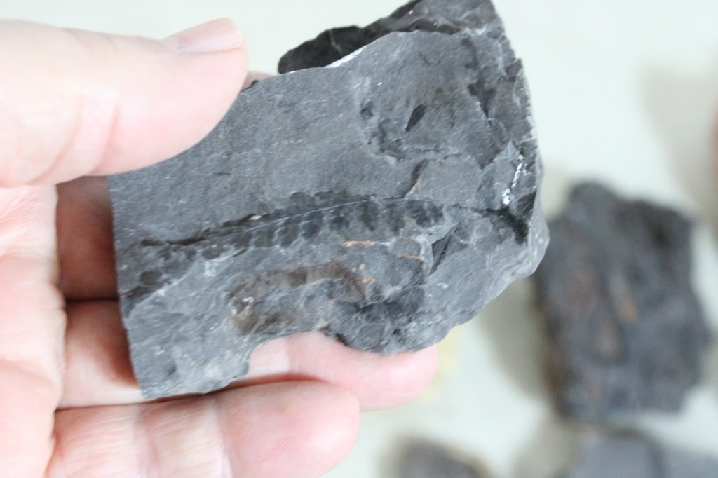 Assorted Plant Fossils - 12