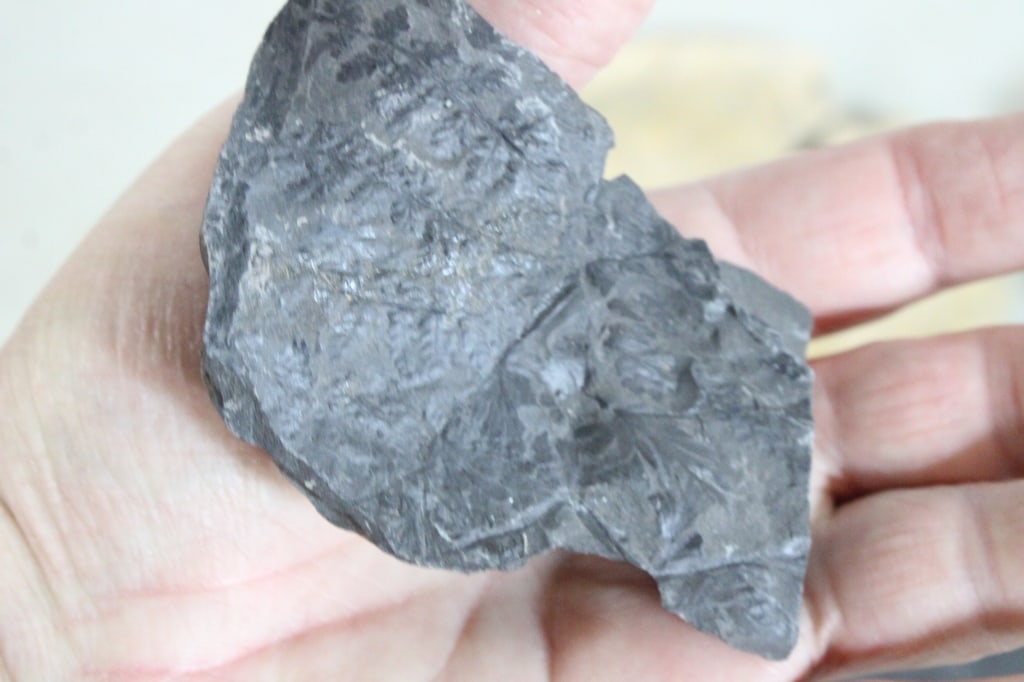 Assorted Plant Fossils - 13