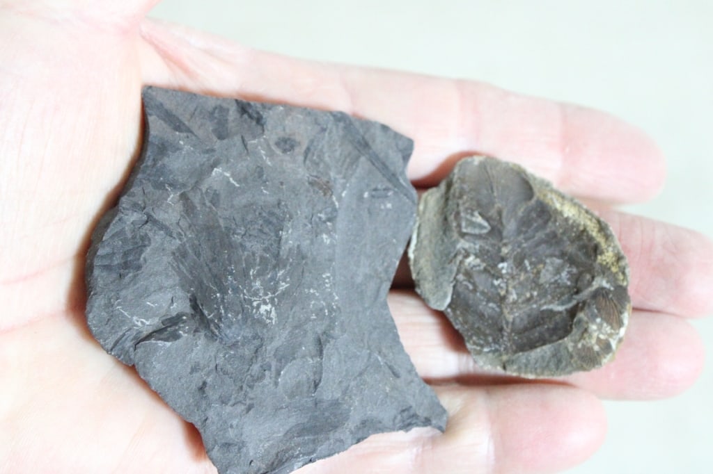 Assorted Plant Fossils - 14