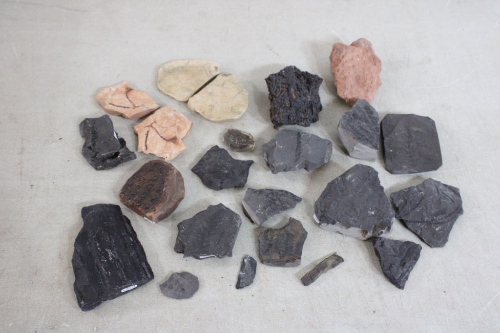 Assorted Plant Fossils (1 of 14)