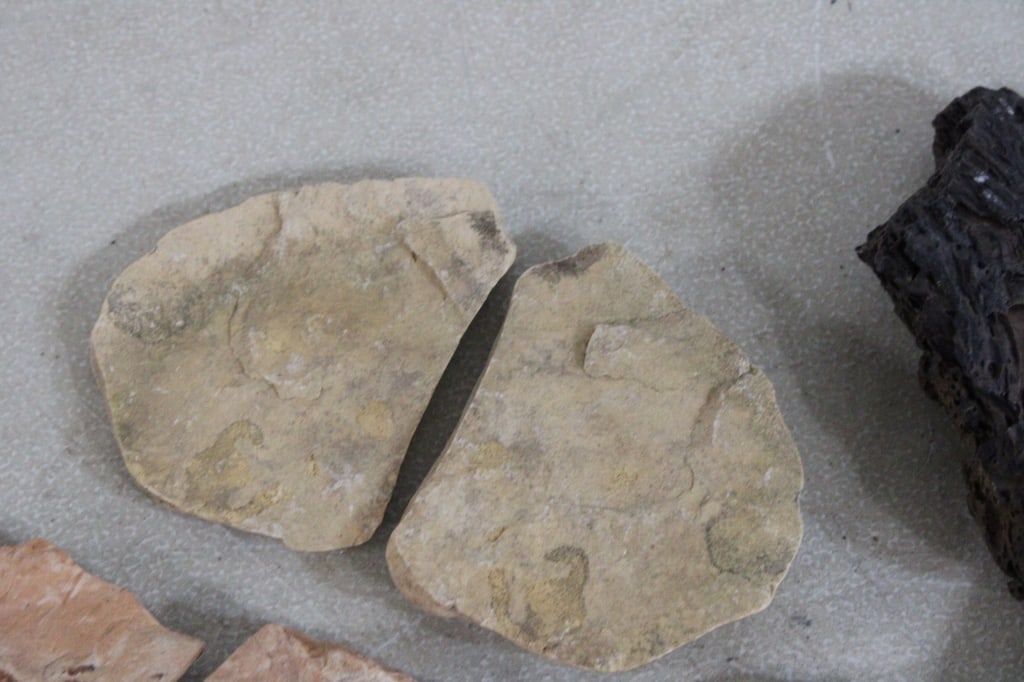 Assorted Plant Fossils - 2