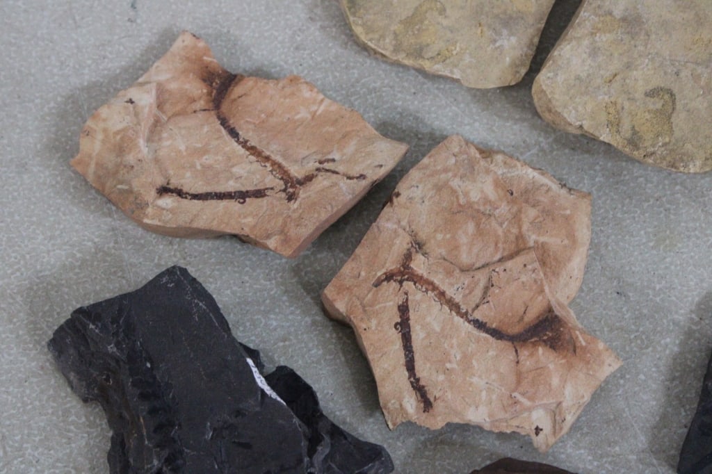 Assorted Plant Fossils - 3