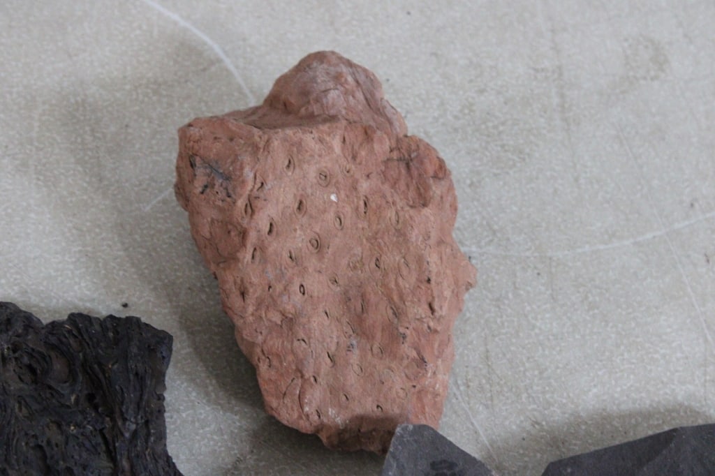 Assorted Plant Fossils - 4