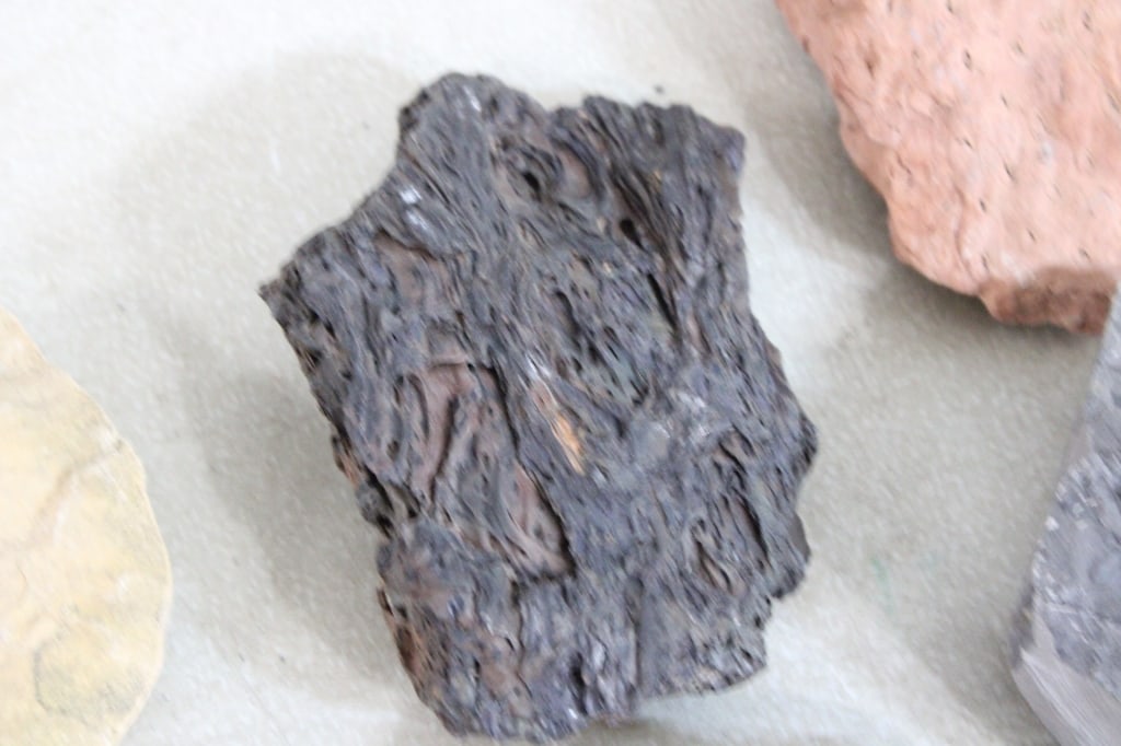 Assorted Plant Fossils - 5