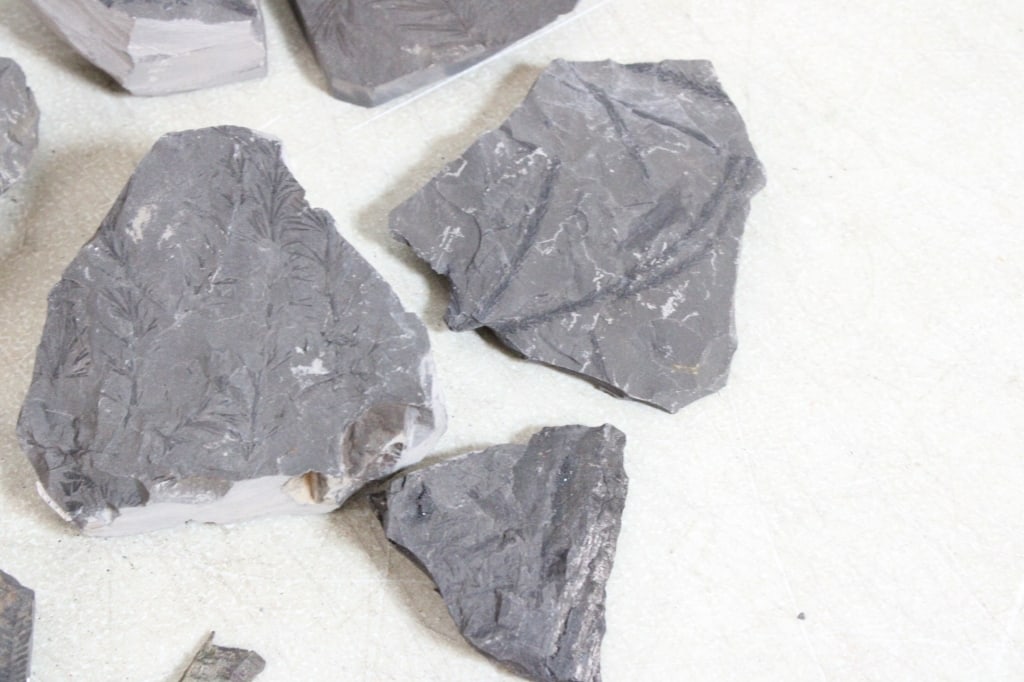 Assorted Plant Fossils - 7