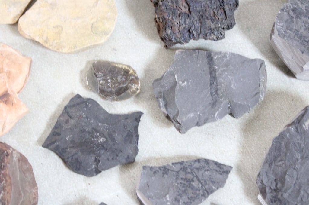 Assorted Plant Fossils - 8