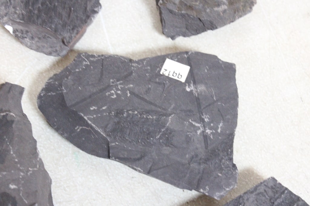 Assorted Geological Fossils - 10