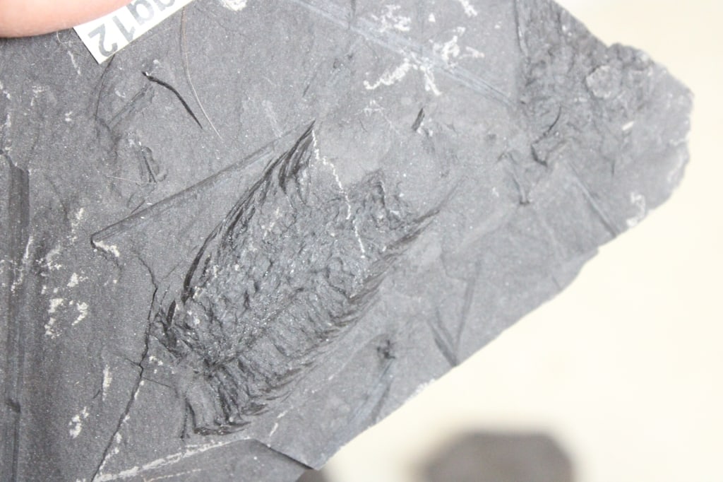 Assorted Geological Fossils - 11